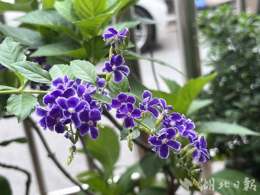 澳洲顺风